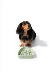 dachshund-sitting-beside-kamamuta-mountain-slow-feeder-bowl-looking-up