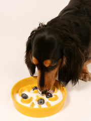 dachshund-eating-food-from-yellow-kamamuta-slow-feeder-bowl