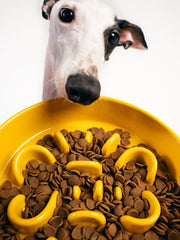 close-up-whippet-dog-looking-into-yellow-kamamuta-slow-feeder-bowl-filled-with-brown-dog-food