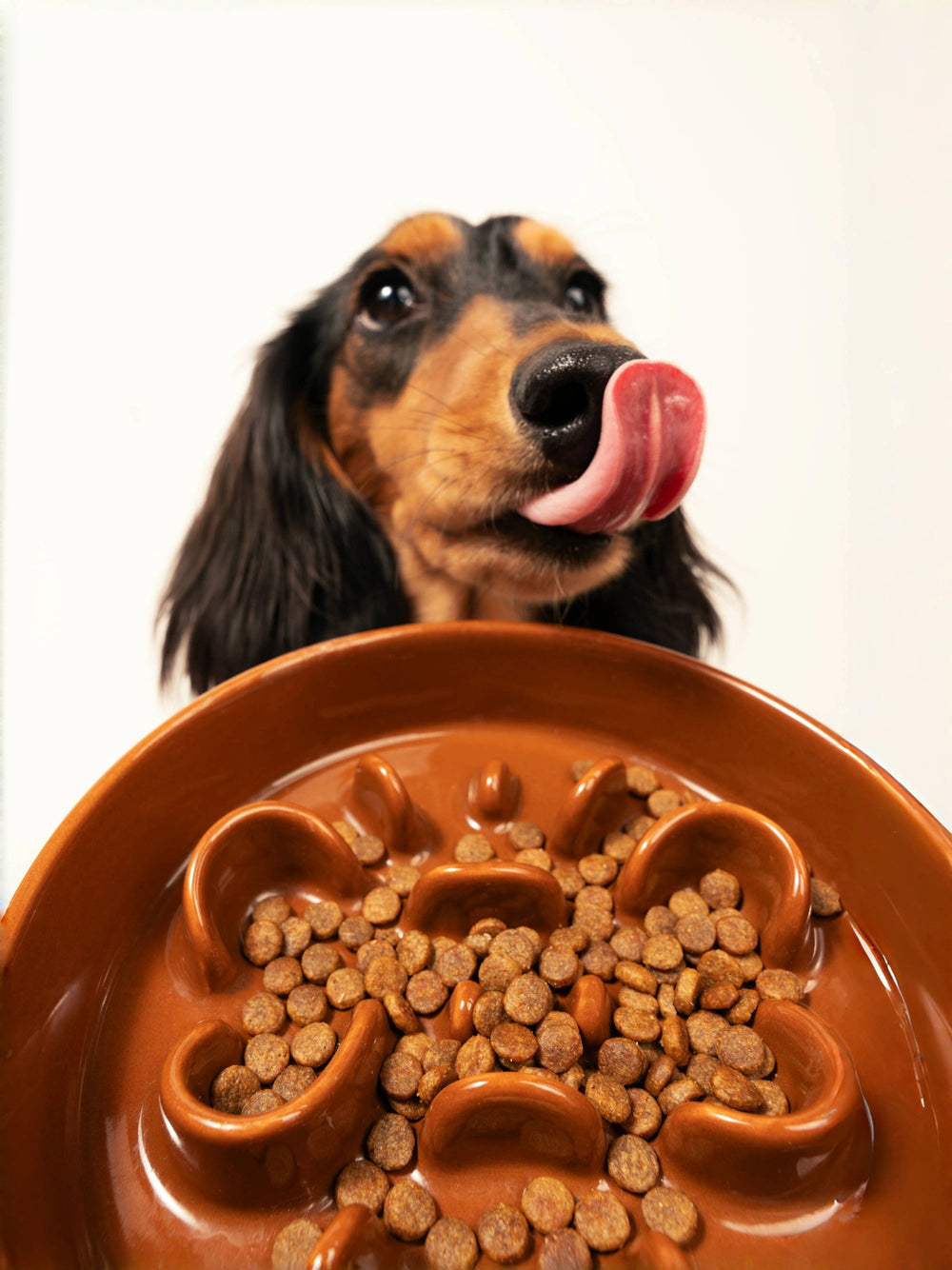dachshund-licking-tongue-in-front-of-brown-kamamuta-bone-slow-feeder-bowl