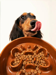 dachshund-licking-tongue-in-front-of-brown-kamamuta-bone-slow-feeder-bowl