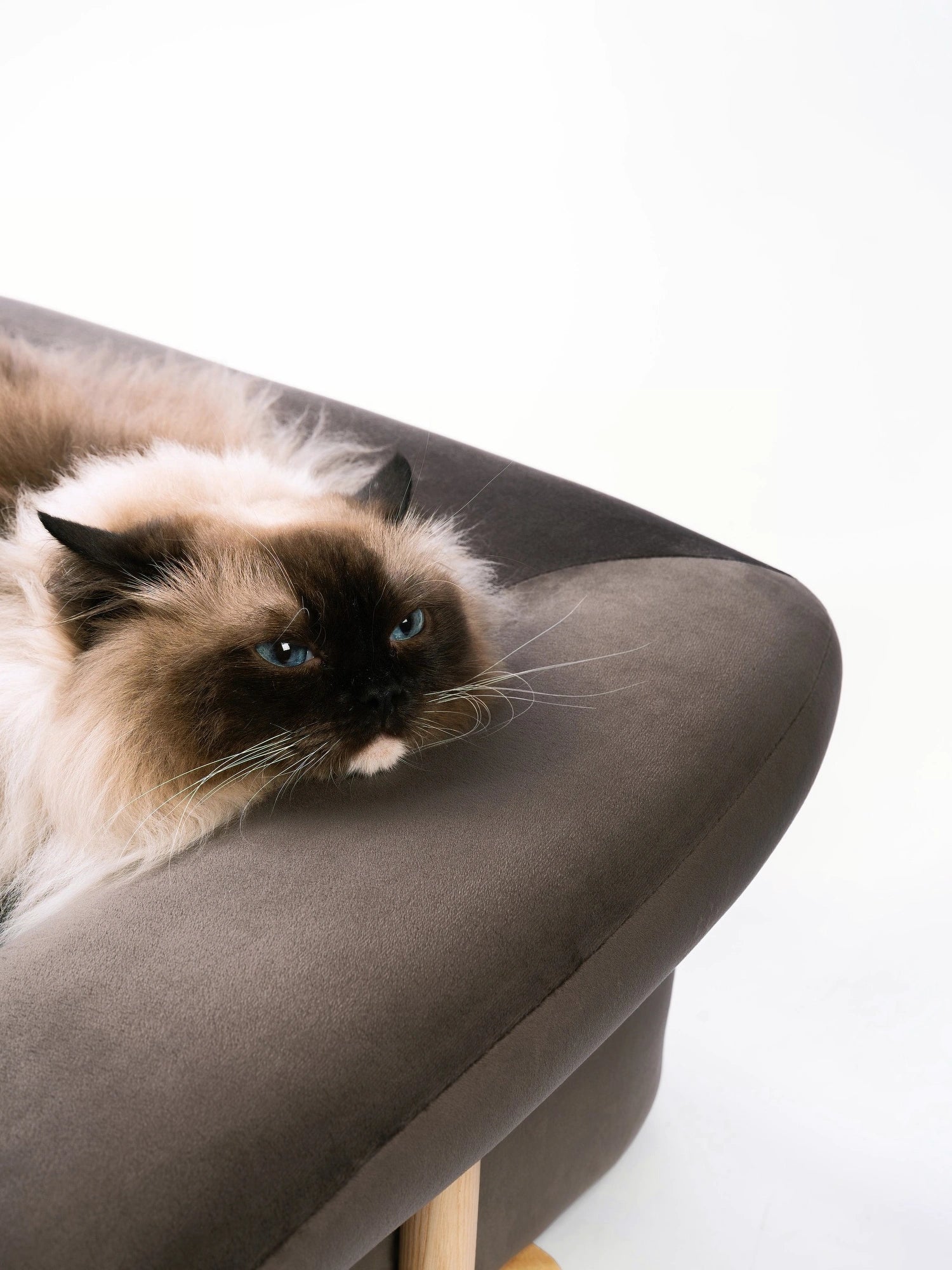 cat-resting-head-on-armrest-of-kamamuta-bread-sofa-looking-into-distance cat-resting-head-on-armrest-of-kamamuta-bread-sofa-looking-into-distance