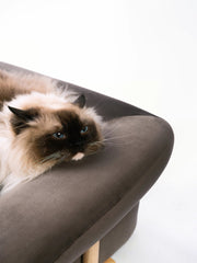 cat-resting-head-on-armrest-of-kamamuta-bread-sofa-looking-into-distance