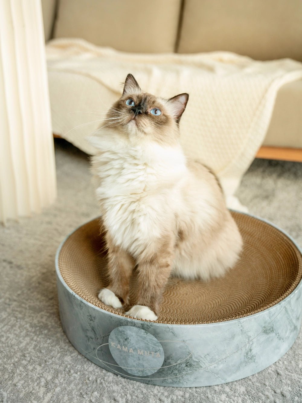 cat-sitting-in-kamamuta-moon-cat-scratcher-bed-looking-up-with-indoor-home-background