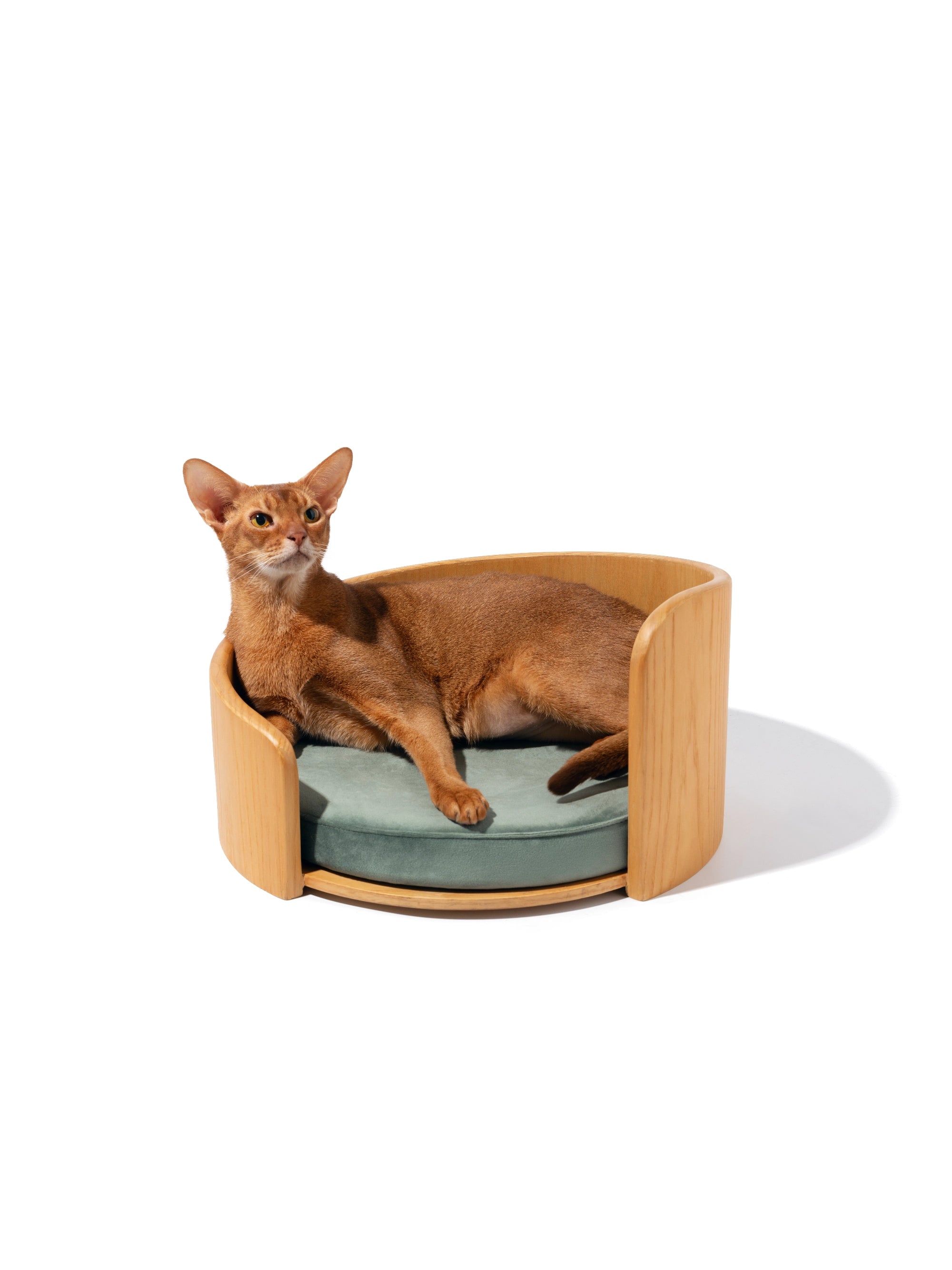 abyssinian-cat-lying-on-side-in-medog-green-kamamuta-cuddle-pet-bed-on-white-background abyssinian-cat-lying-on-side-in-medog-green-kamamuta-cuddle-pet-bed-on-white-background