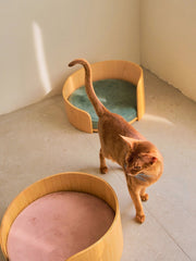 abyssinian-cat-walking-between-brown-and-green-kamamuta-cuddle-pet-beds