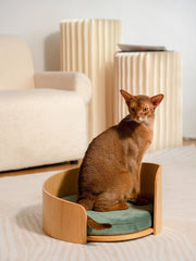 abyssinian-cat-sitting-in-medog-green-kamamuta-cuddle-pet-bed-looking-back