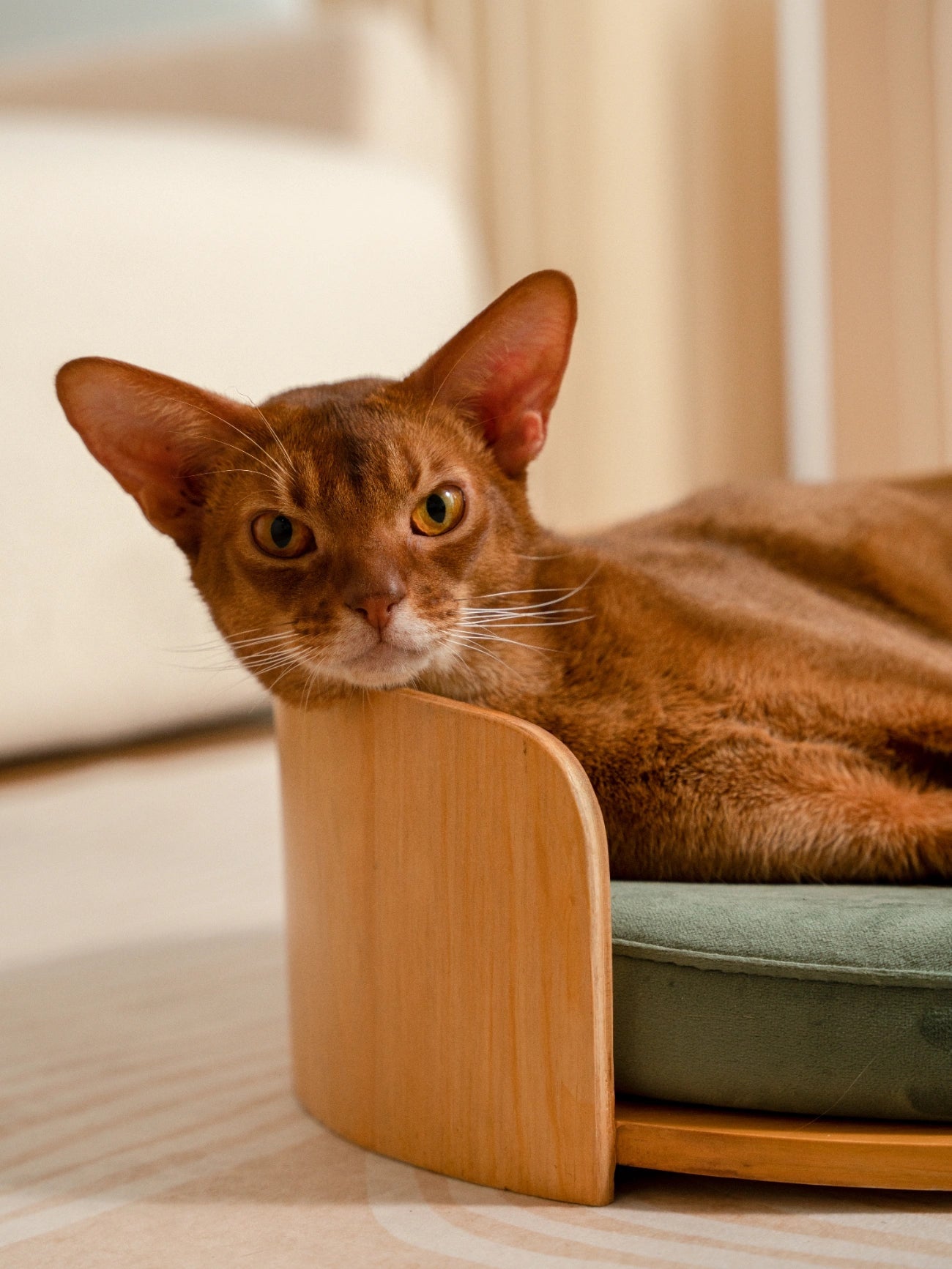 abyssinian-cat-lying-in-medog-green-kamamuta-cuddle-pet-bed-with-head-resting-on-wooden-edge-looking-at-camera abyssinian-cat-lying-in-medog-green-kamamuta-cuddle-pet-bed-with-head-resting-on-wooden-edge-looking-at-camera