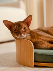 abyssinian-cat-lying-in-medog-green-kamamuta-cuddle-pet-bed-with-head-resting-on-wooden-edge-looking-at-camera