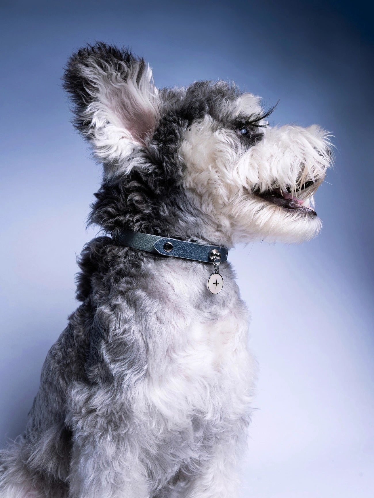side-view-of-schnauzer-wearing-kamamuta-dog-collar-sitting-on-blue-gradient-background side-view-of-schnauzer-wearing-kamamuta-dog-collar-sitting-on-blue-gradient-background
