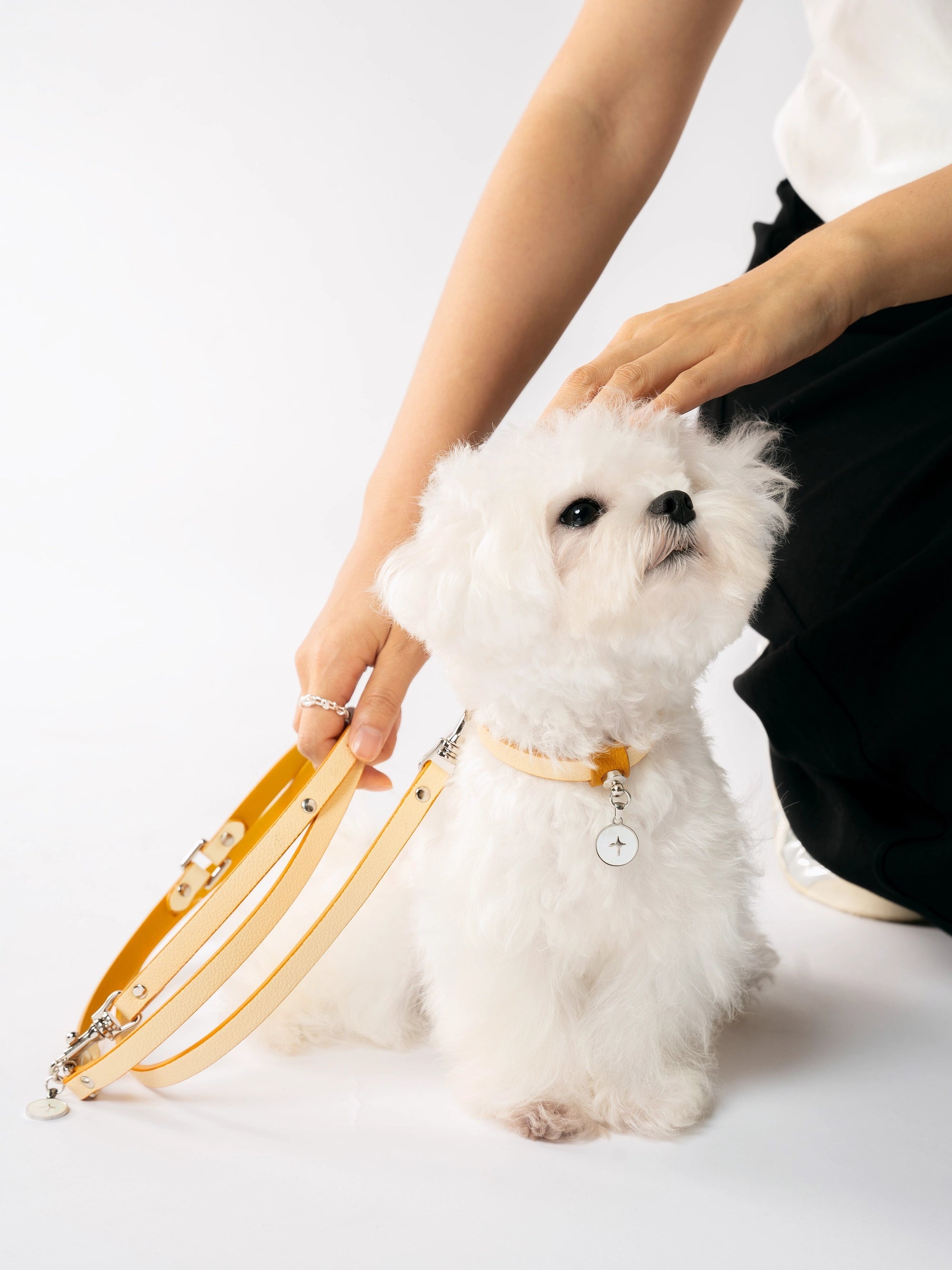 person-half-squatting-gently-petting-white-maltese-dog-wearing-kamamuta-mingsha-yellow-collar-while-holding-matching-leash person-half-squatting-gently-petting-white-maltese-dog-wearing-kamamuta-mingsha-yellow-collar-while-holding-matching-leash