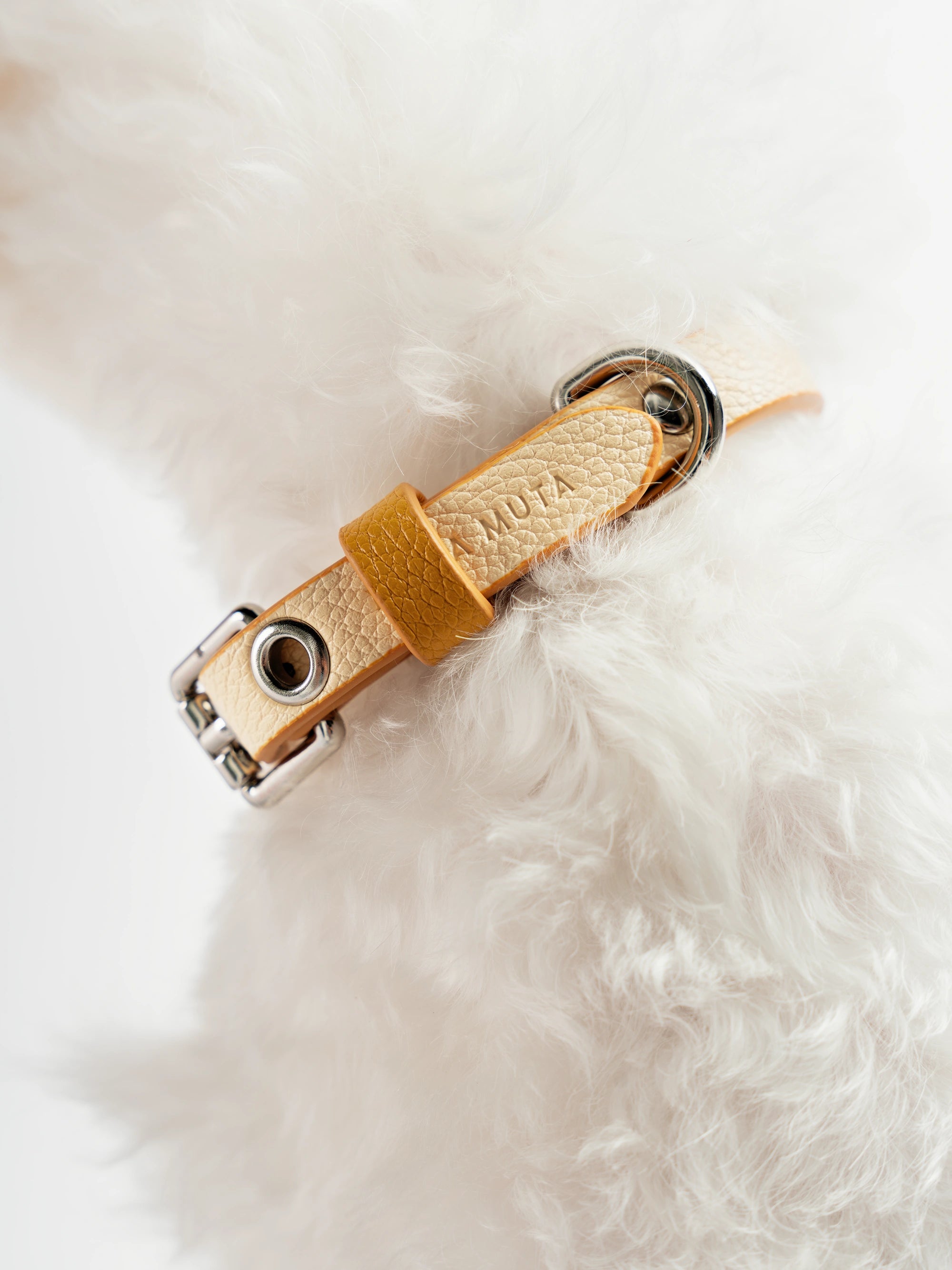 close-up-of-white-dog-wearing-mingsha-yellow-kamamuta-dog-collar close-up-of-white-dog-wearing-mingsha-yellow-kamamuta-dog-collar