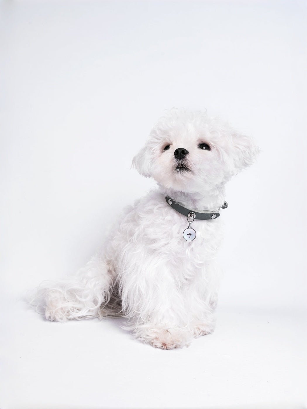 maltese-dog-wearing-kamamuta-leather-dog-collar-sitting-on-floor-looking-up-on-white-background maltese-dog-wearing-kamamuta-leather-dog-collar-sitting-on-floor-looking-up-on-white-background
