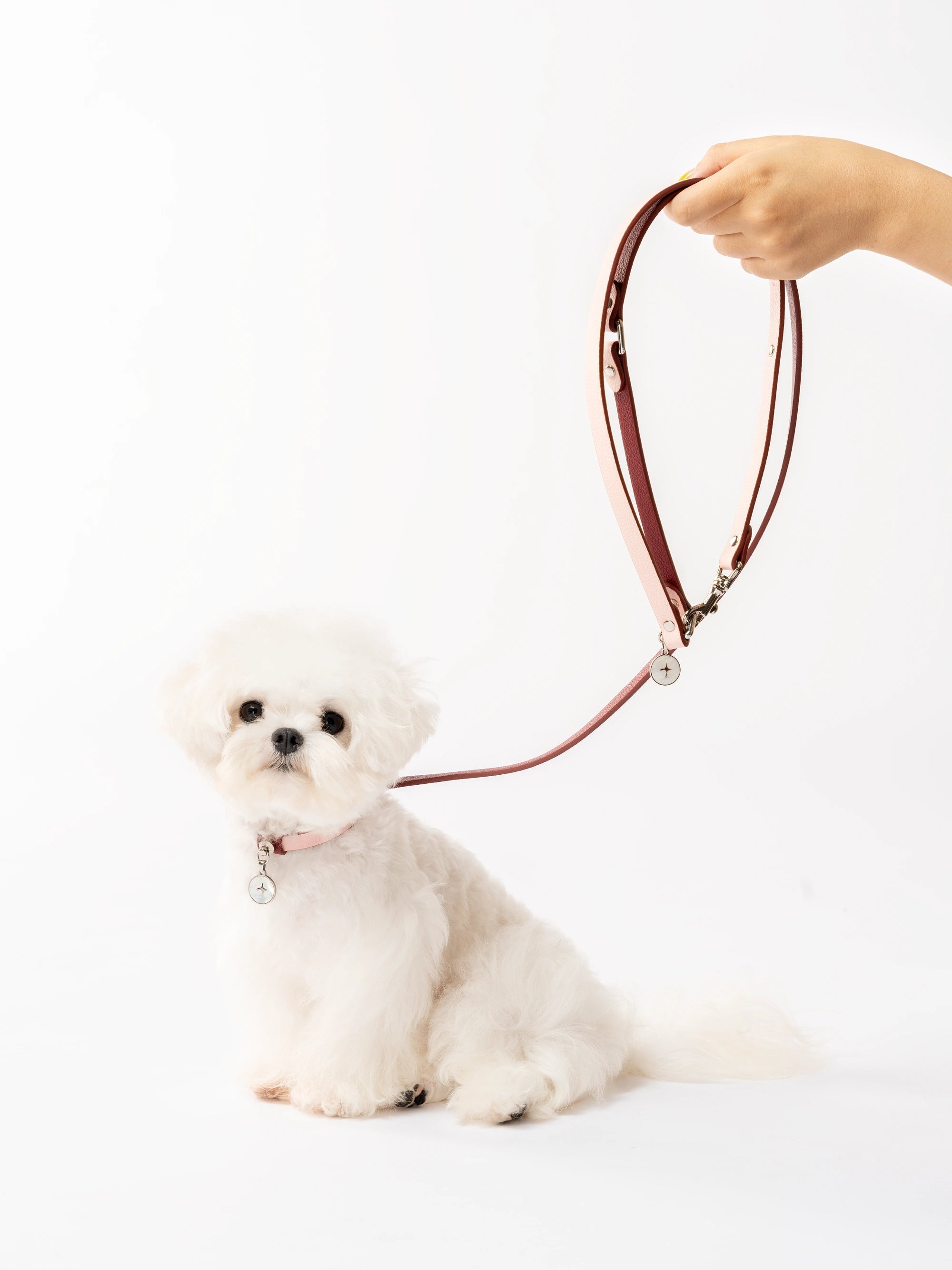hand-holding-white-maltese-dog-wearing-kamamuta-ulan-pink-collar-and-matching-leash-on-white-background hand-holding-white-maltese-dog-wearing-kamamuta-ulan-pink-collar-and-matching-leash-on-white-background