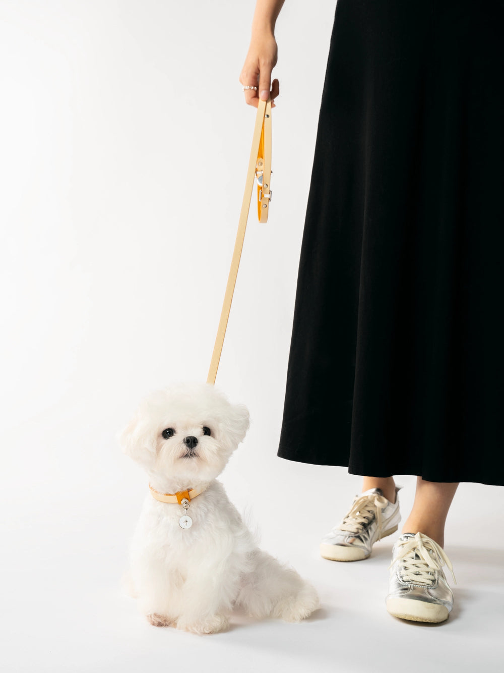 person-walking-white-small-dog-with-kamamuta-mingsha-yellow-collar-and-leash-set