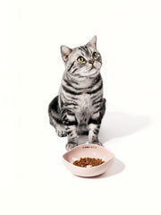 tabby-british-shorthair-cat-sitting-beside-pink-kamamuta-pet-pod-bowl
