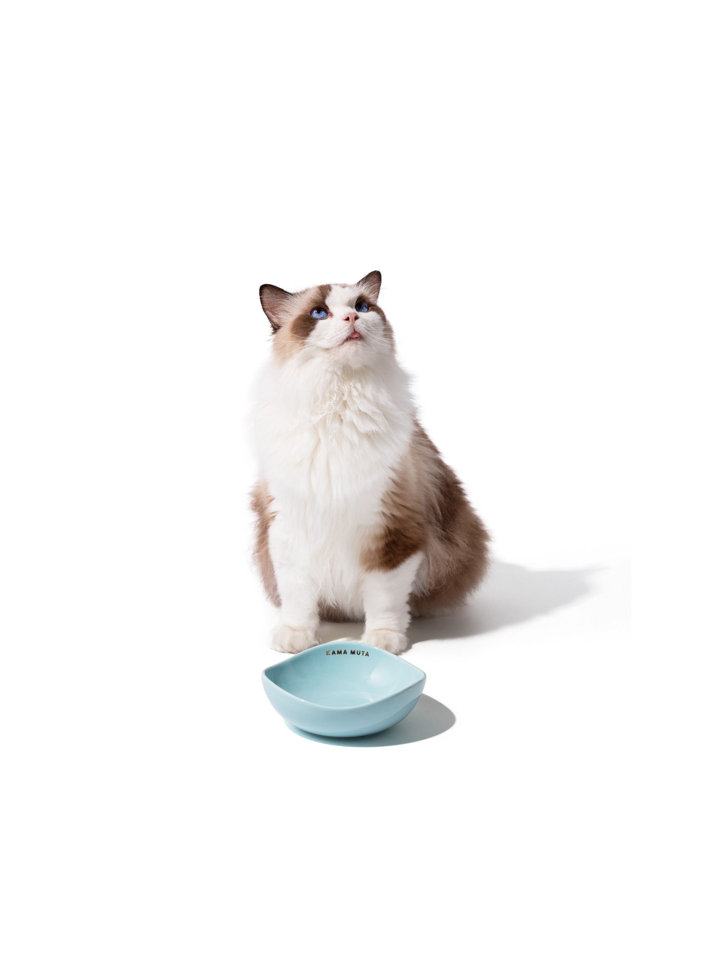 a-ragdoll-cat-looking-up-sitting-behind-yichun-green-mini-pod-bowl-in-a-white-background a-ragdoll-cat-looking-up-sitting-behind-yichun-green-mini-pod-bowl-in-a-white-background