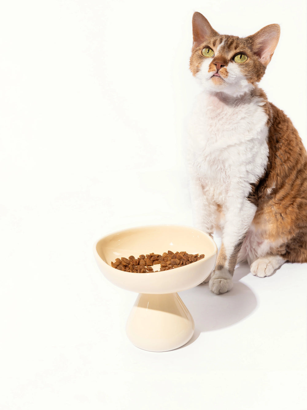 devon-calico-cat-sitting-beside-yellow-kamamuta-mushroom-bowl