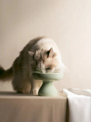 ragdoll-cat-eating-food-from-kamamuta-mushroom-bowl-on-table
