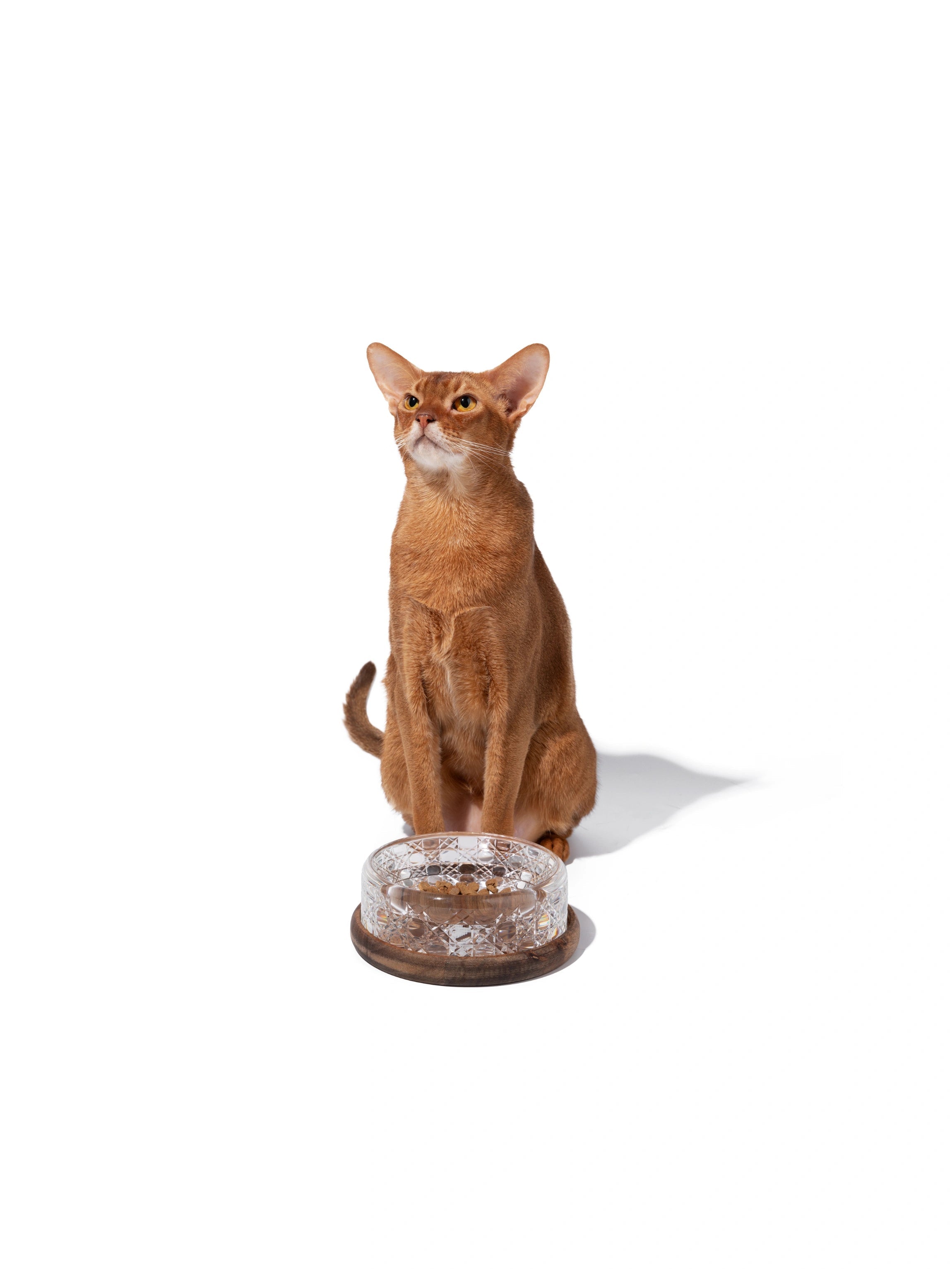 abyssinian-cat-sitting-beside-kamamuta-edo-kiriko-crystal-pet-bowl-looking-up abyssinian-cat-sitting-beside-kamamuta-edo-kiriko-crystal-pet-bowl-looking-up
