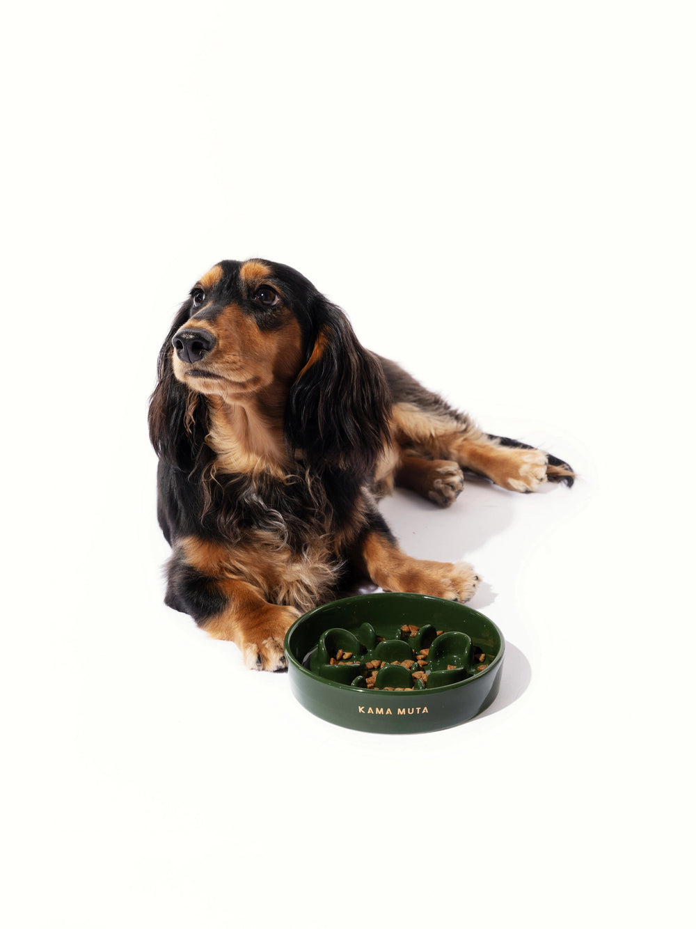 dachshund-sitting-beside-green-kamamuta-bone-slow-feeder-bowl