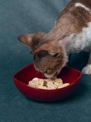 close-up-devon-calico-cat-eating-freeze-dried-food-from-red-kamamuta-pet-pod-bowl