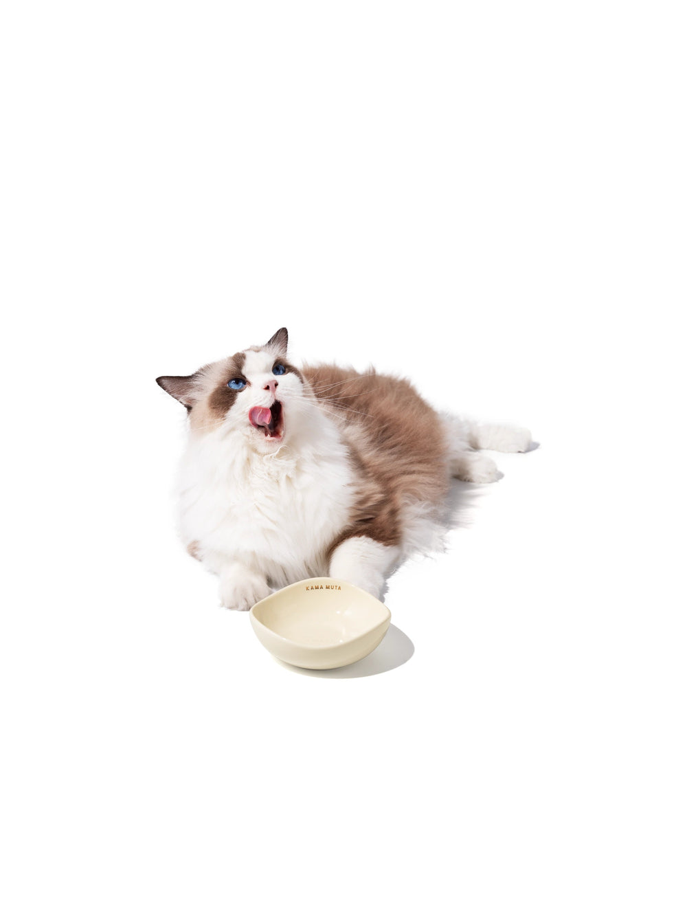 ragdoll-cat-sitting-beside-yellow-kamamuta-pet-pod-bowl-licking-mouth-looking-up