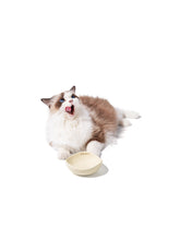 ragdoll-cat-sitting-beside-yellow-kamamuta-pet-pod-bowl-licking-mouth-looking-up