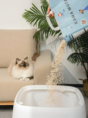 person-pouring-kamamuta-tofu-cat-litter-into-litter-box-while-cat-watches-from-beige-sofa