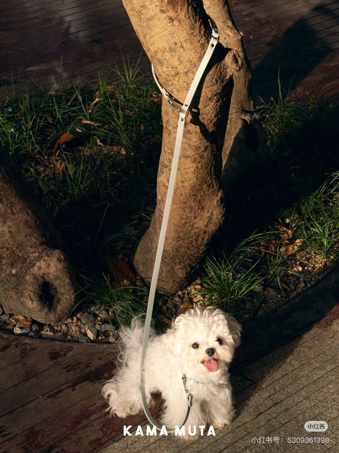 狗狗外出指南：6大必備物品