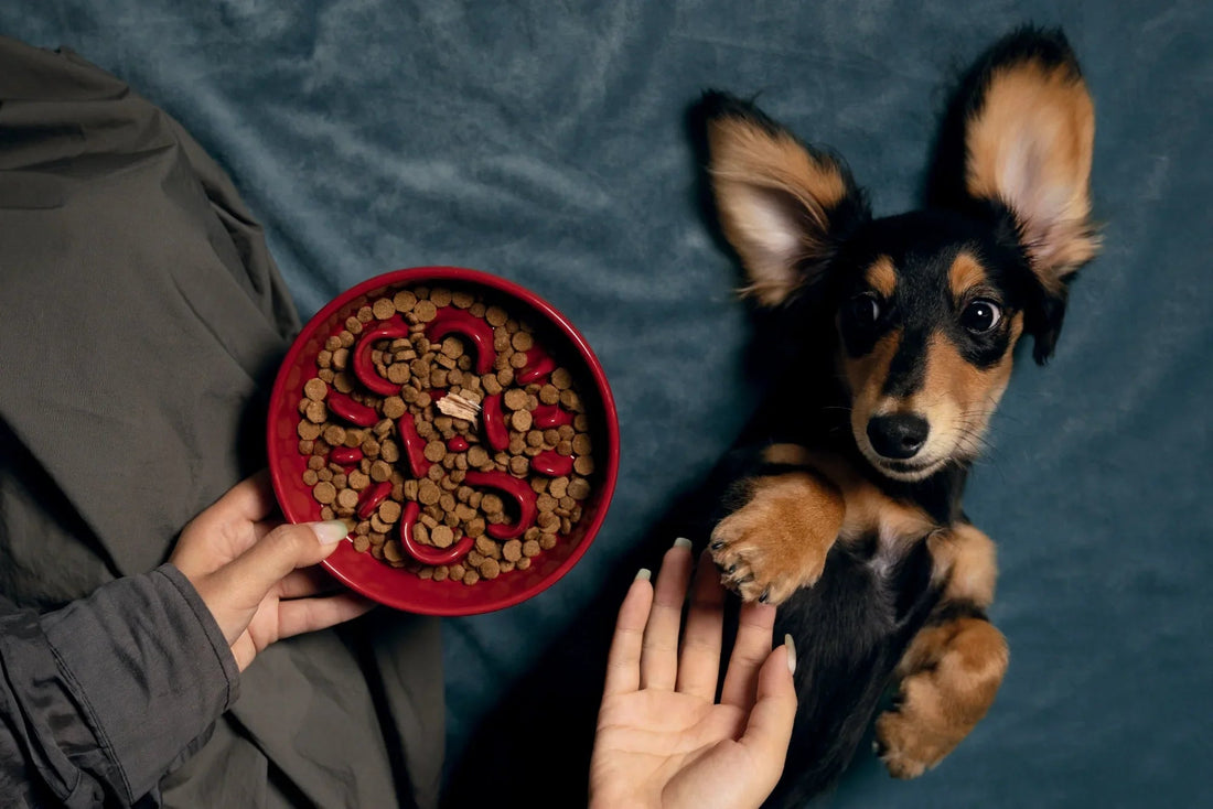 person-kneeling-on-floor-holding-red-kamamuta-bone-slow-feeder-bowl-while-dachshund-lying-down-slyly-looking-at-bowl