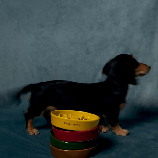 Does My Dog Need a Slow Feeder Bowl? Signs & Solutions