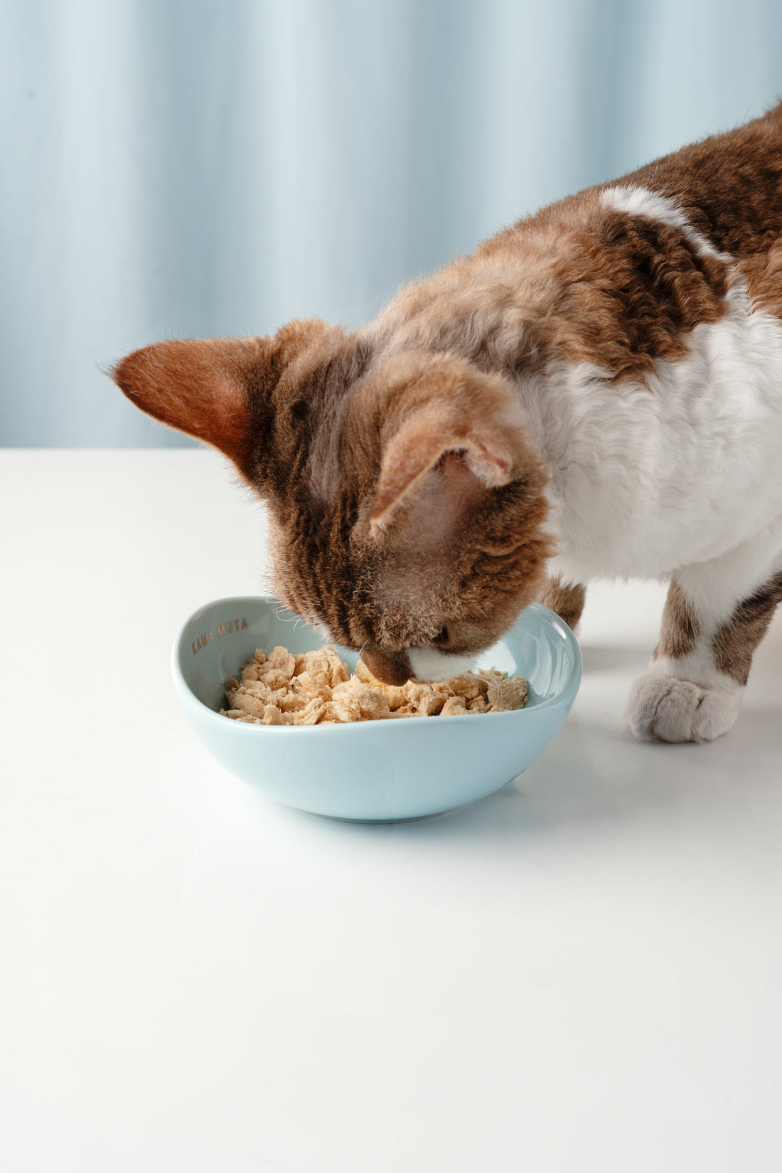 Handmade Ceramic Pet Bowl: Safe, Stylish & Sustainable