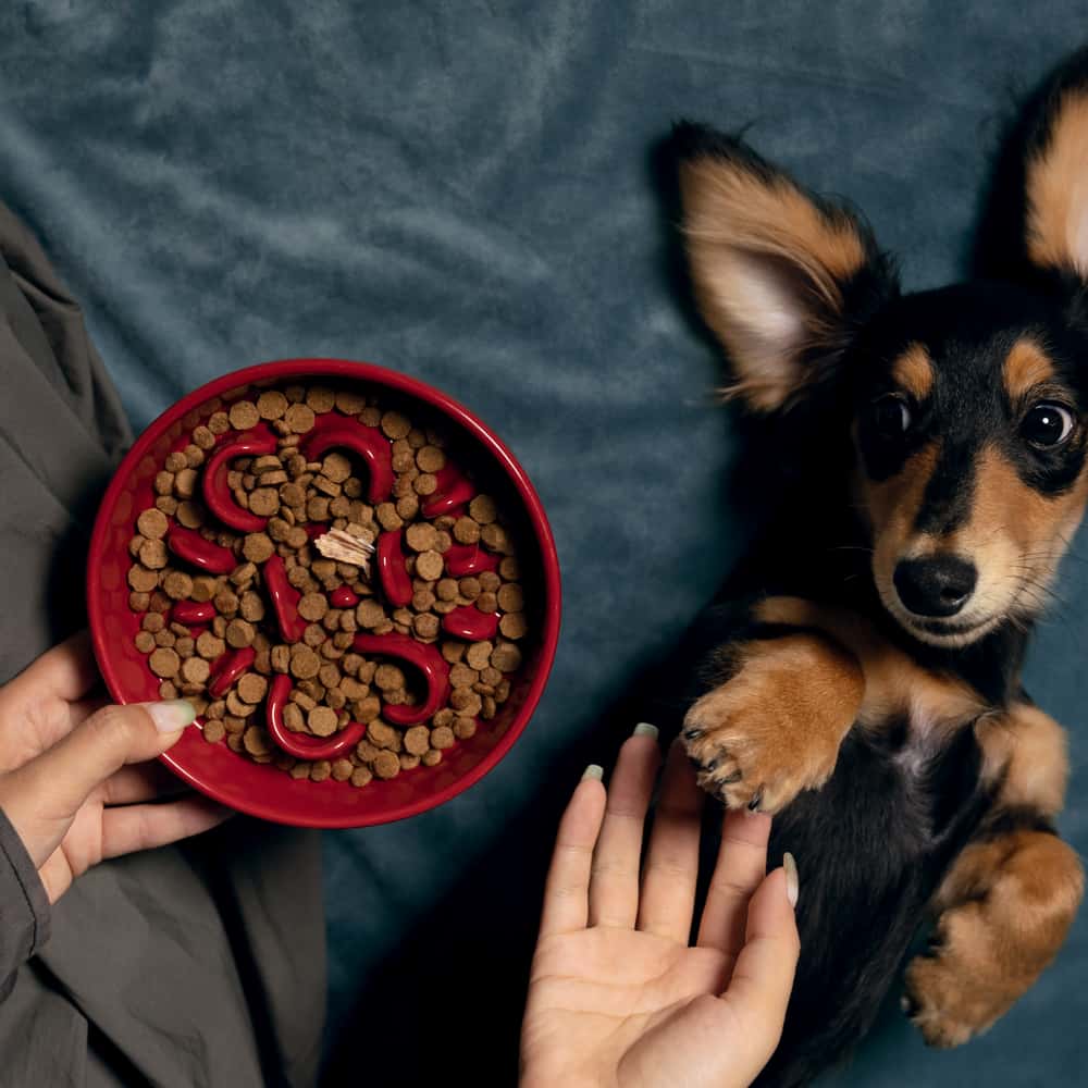 小狗慢食碗選擇指南：讓進食更健康有趣