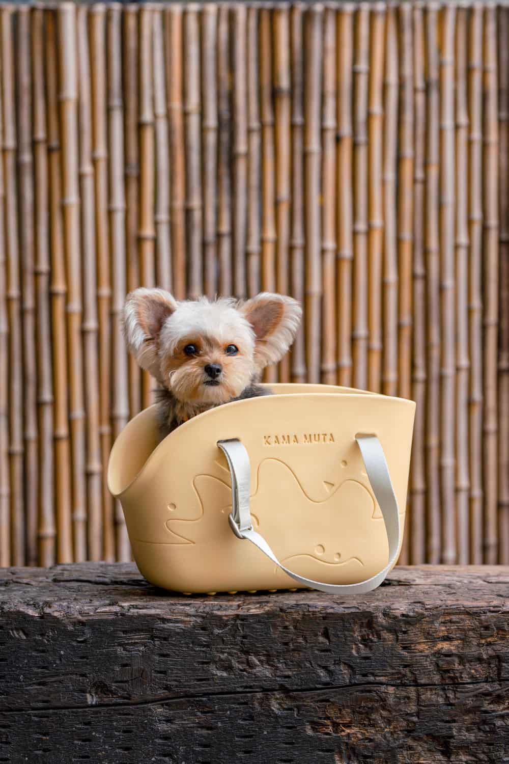 每日帶寵物出街：香港寵物家長必備嘅狗貓外出袋攻略