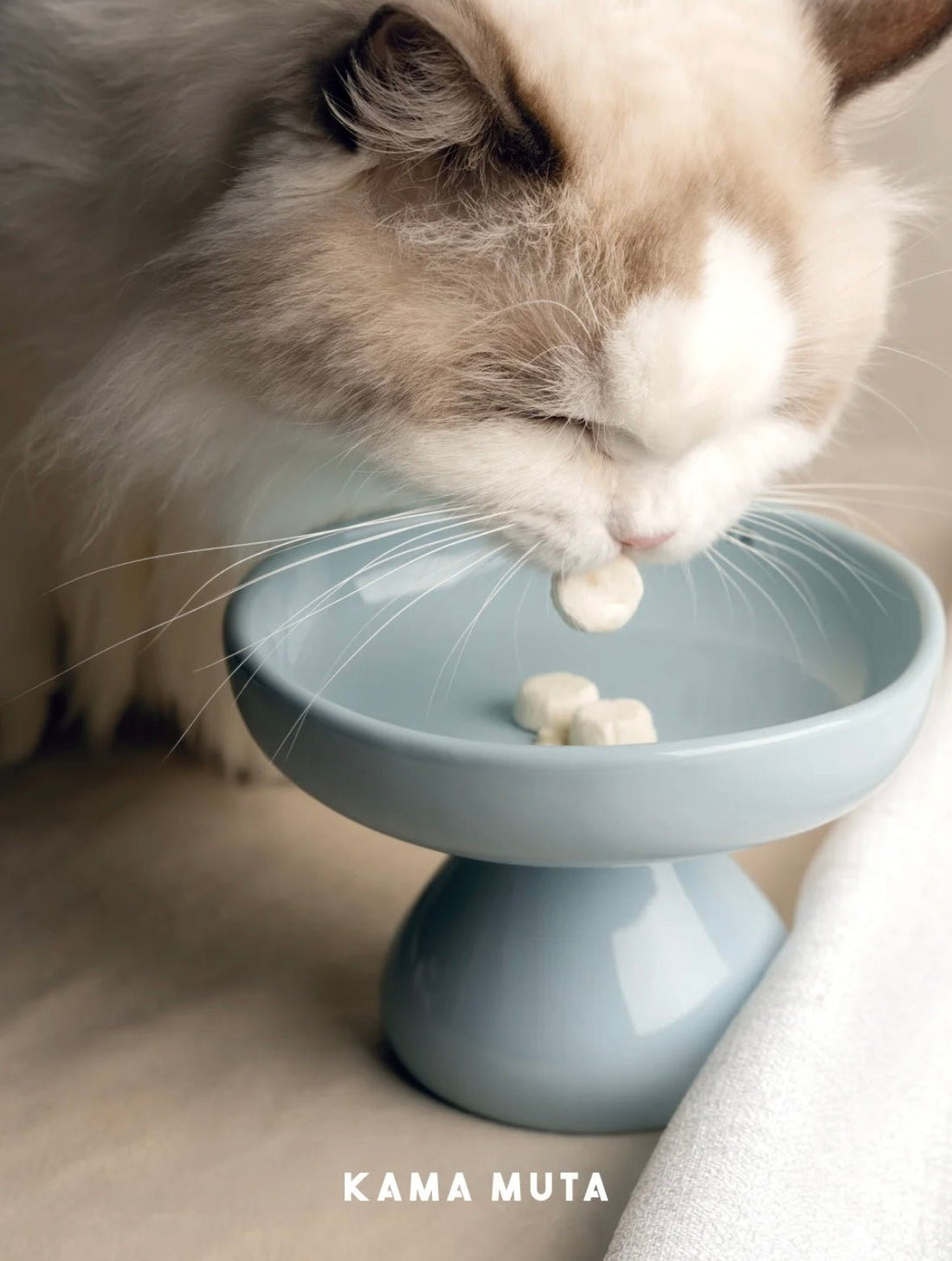 貓碗選擇攻略：港澳地區貓奴不可不知的實用指南