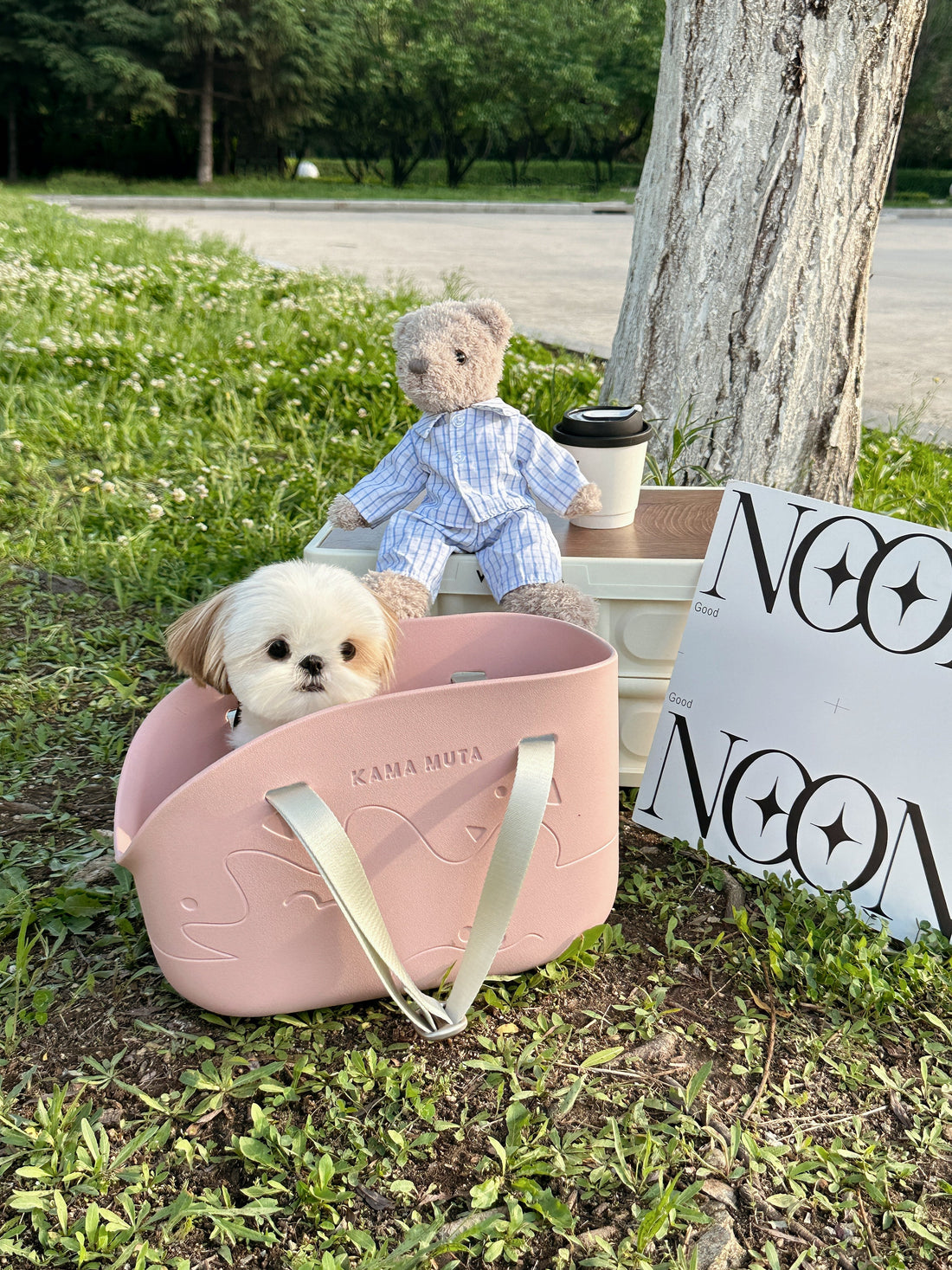 Most Popular Small Dog Breeds in Hong Kong & Healthy Tips for Puppy Walks