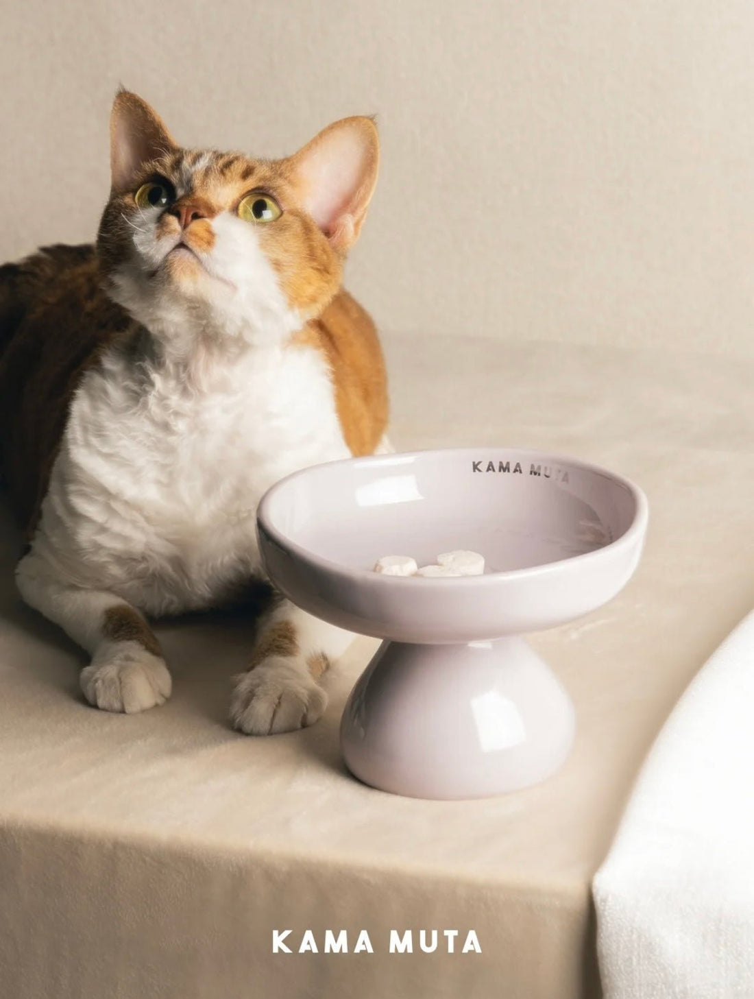 Non-slip Ceramic Cat Bowl: Enhance Mealtime Comfort