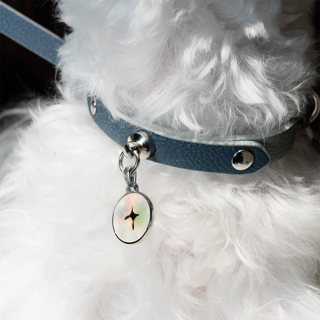 Pet Bus Adventure: KMB And Kai Da Travel Launch HK$35 Pet-Friendly Routes!