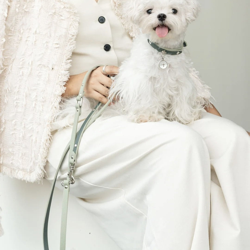 Pet leash Guide: Find the Best Leash for Your Dog