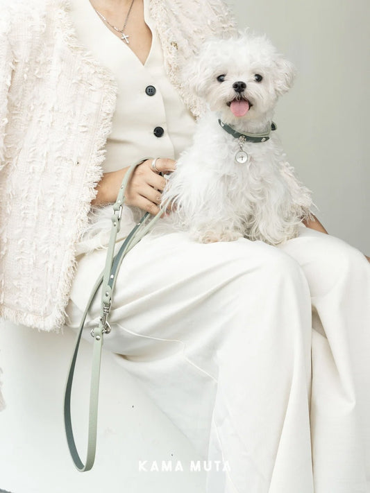Pet leash Guide: Find the Best Leash for Your Dog