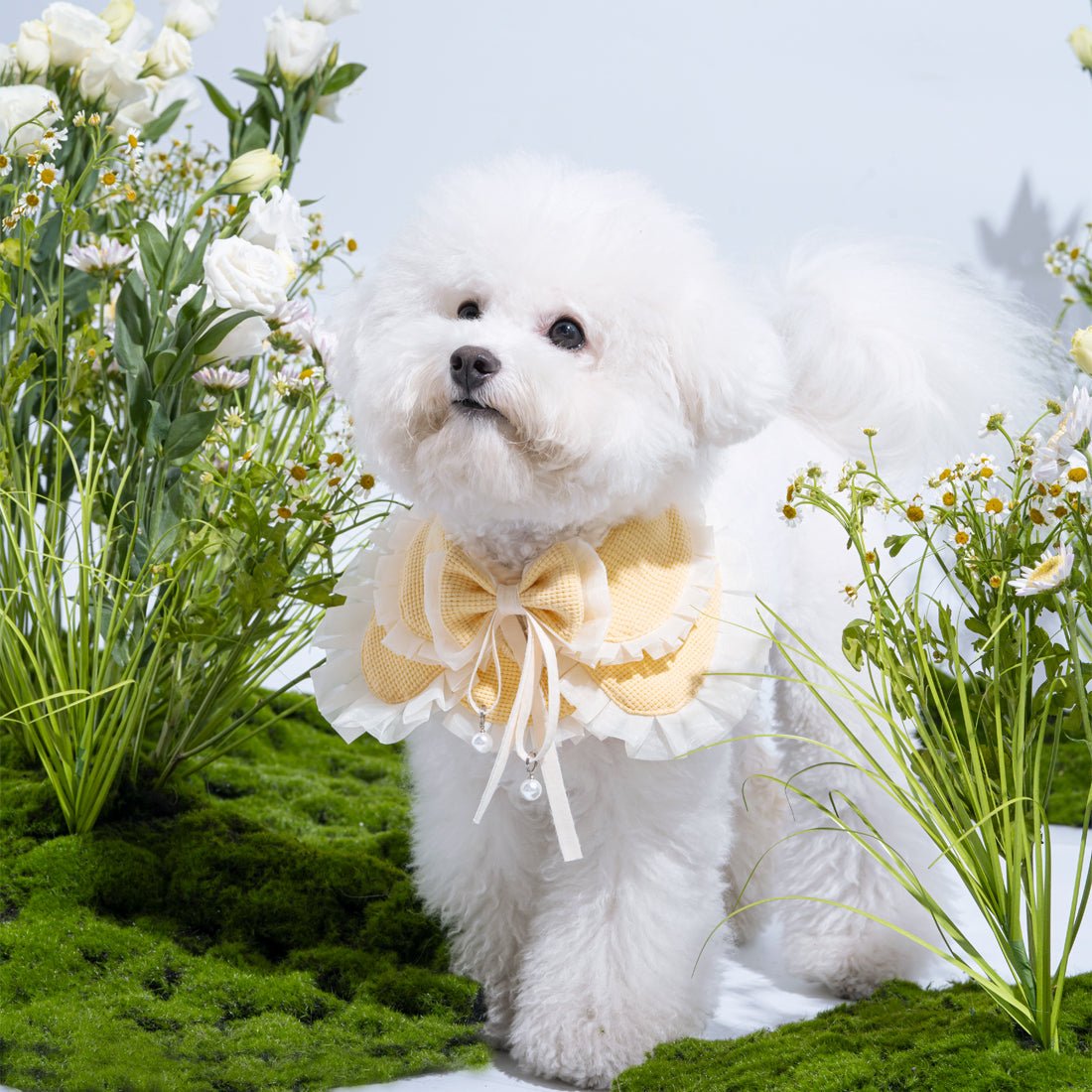 The Ultimate Pet Bus Tour in Hong Kong: A Must-Try For Pet Lovers!