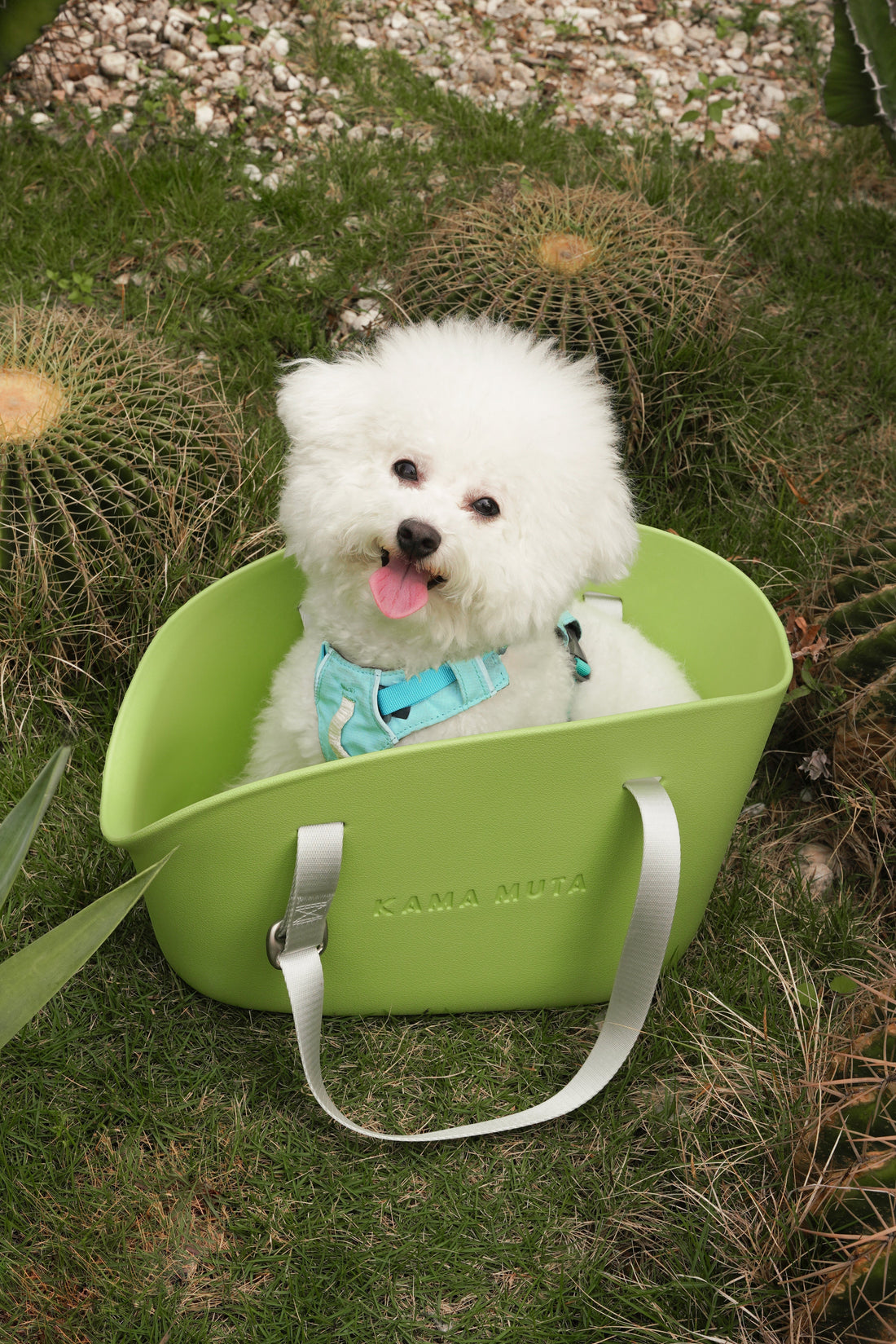 Why a Lightweight Sustainable Dog Carrier is Essential for Small Dogs and Pet Travel