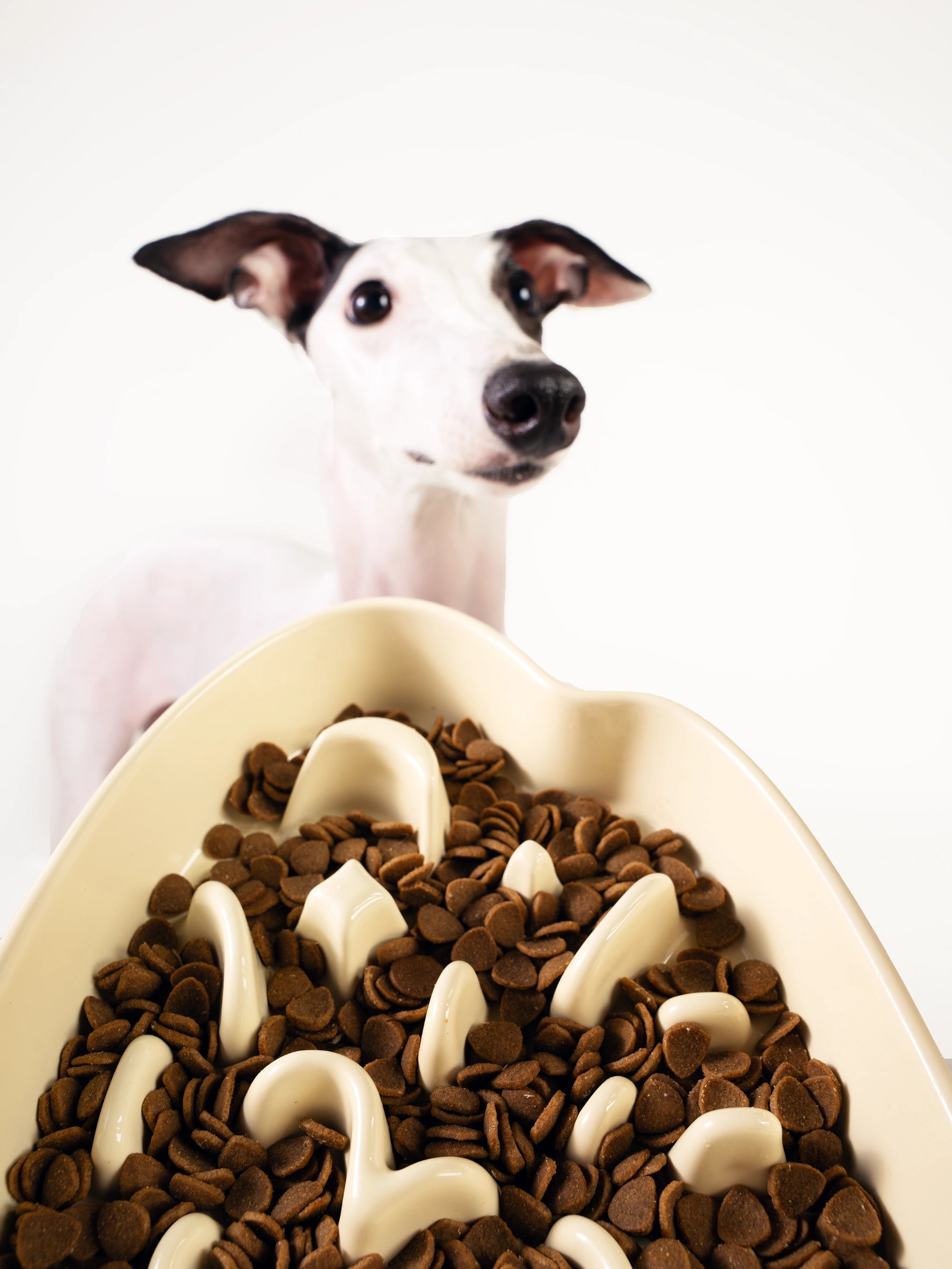 whippet-dog-looking-at-yellow-kamamuta-the-mountain-slow-feeder-bowl-filled-with-dog-food-on-white-background