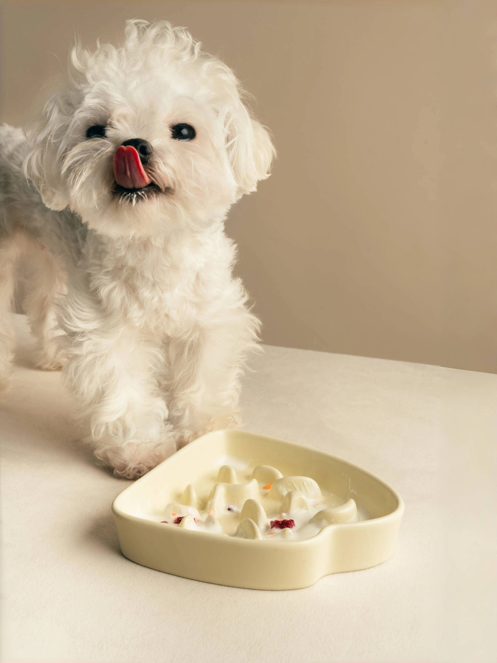 white-maltese-dog-licking-mouth-and-looking-up-after-eating-from-kamamuta-mountain-slow-feeder-bowl