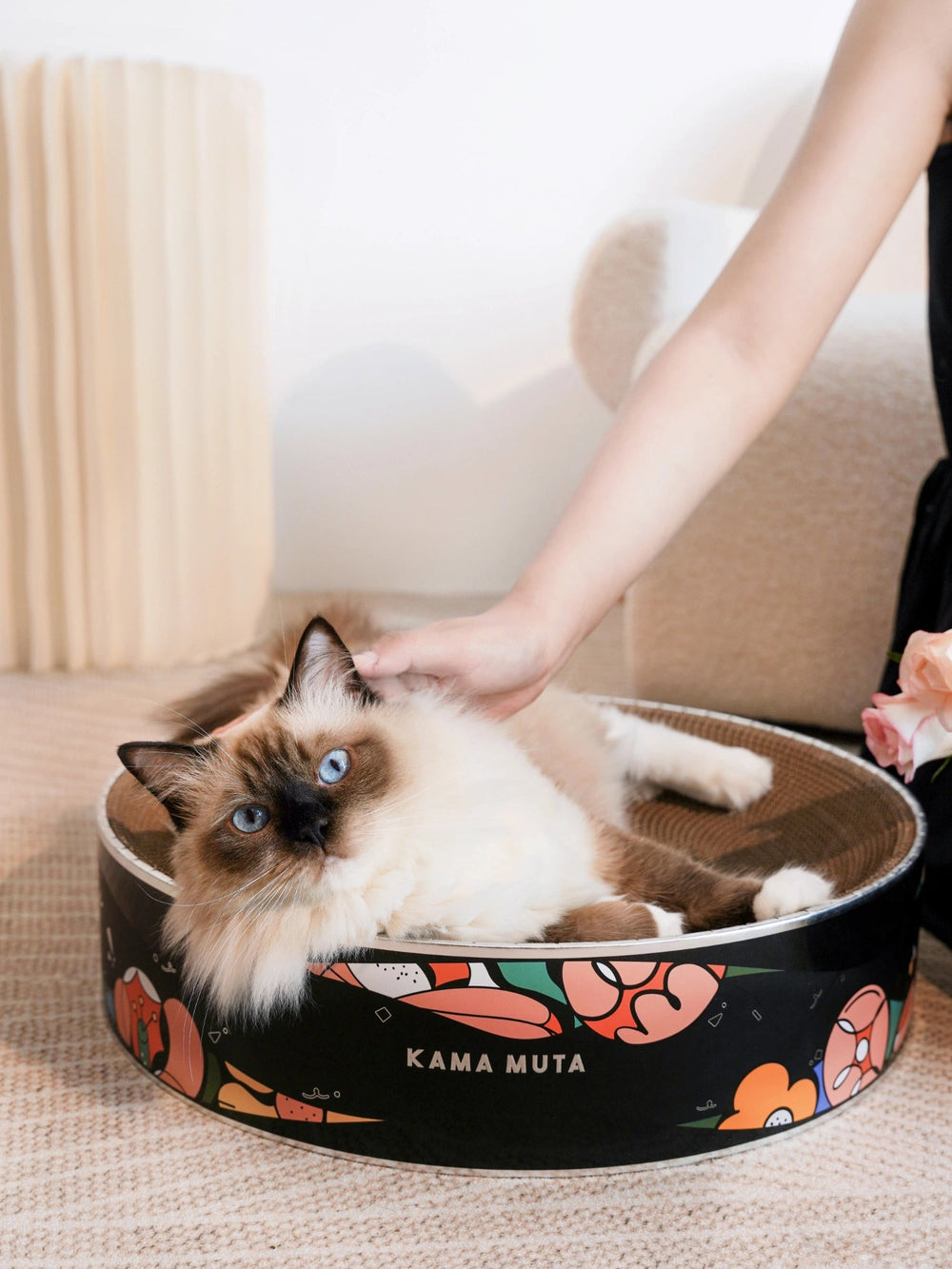 hand-gently-petting-ragdoll-cat-lying-in-kamamuta-cat-scratcher-bed-with-indoor-home-background