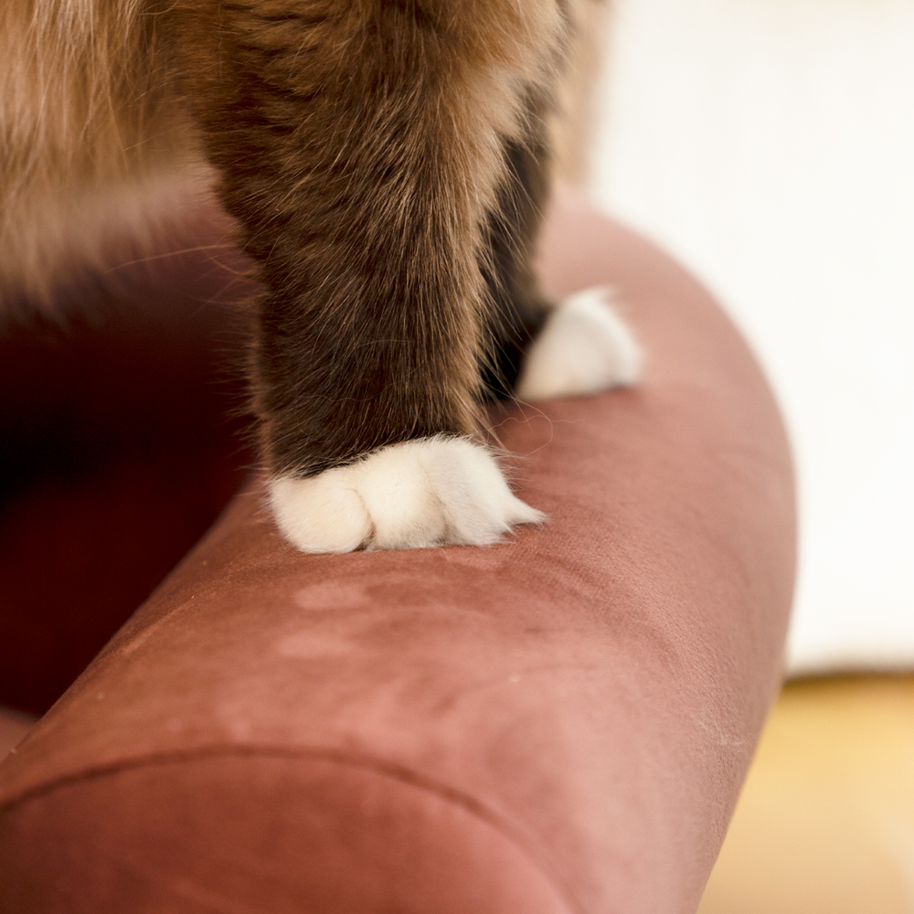 
                  
                    Cozy Support Small Dog Cat Sofa Bed Kamamuta
                  
                