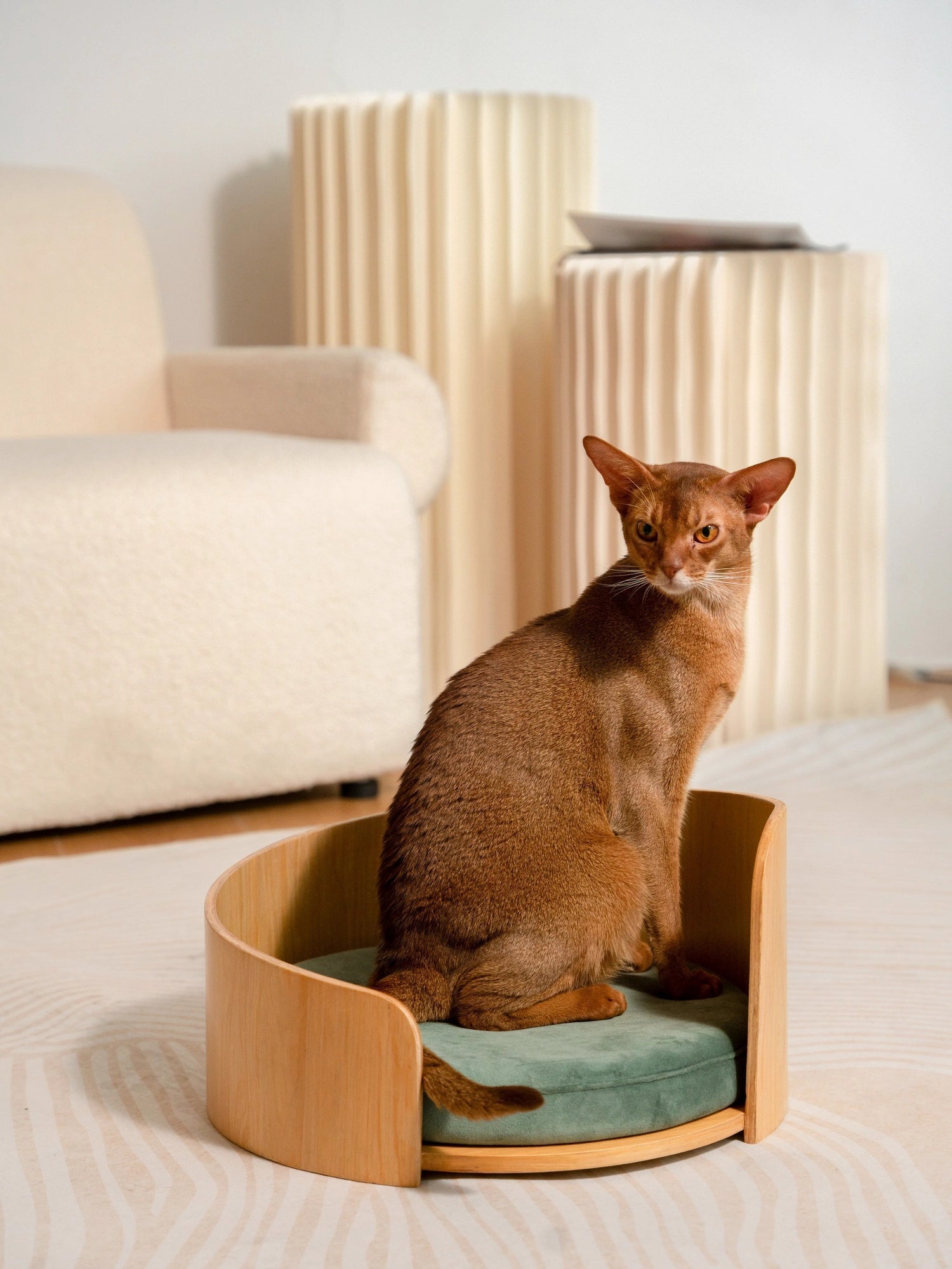 abyssinian-cat-sitting-in-medog-green-kamamuta-cuddle-pet-bed-looking-back
