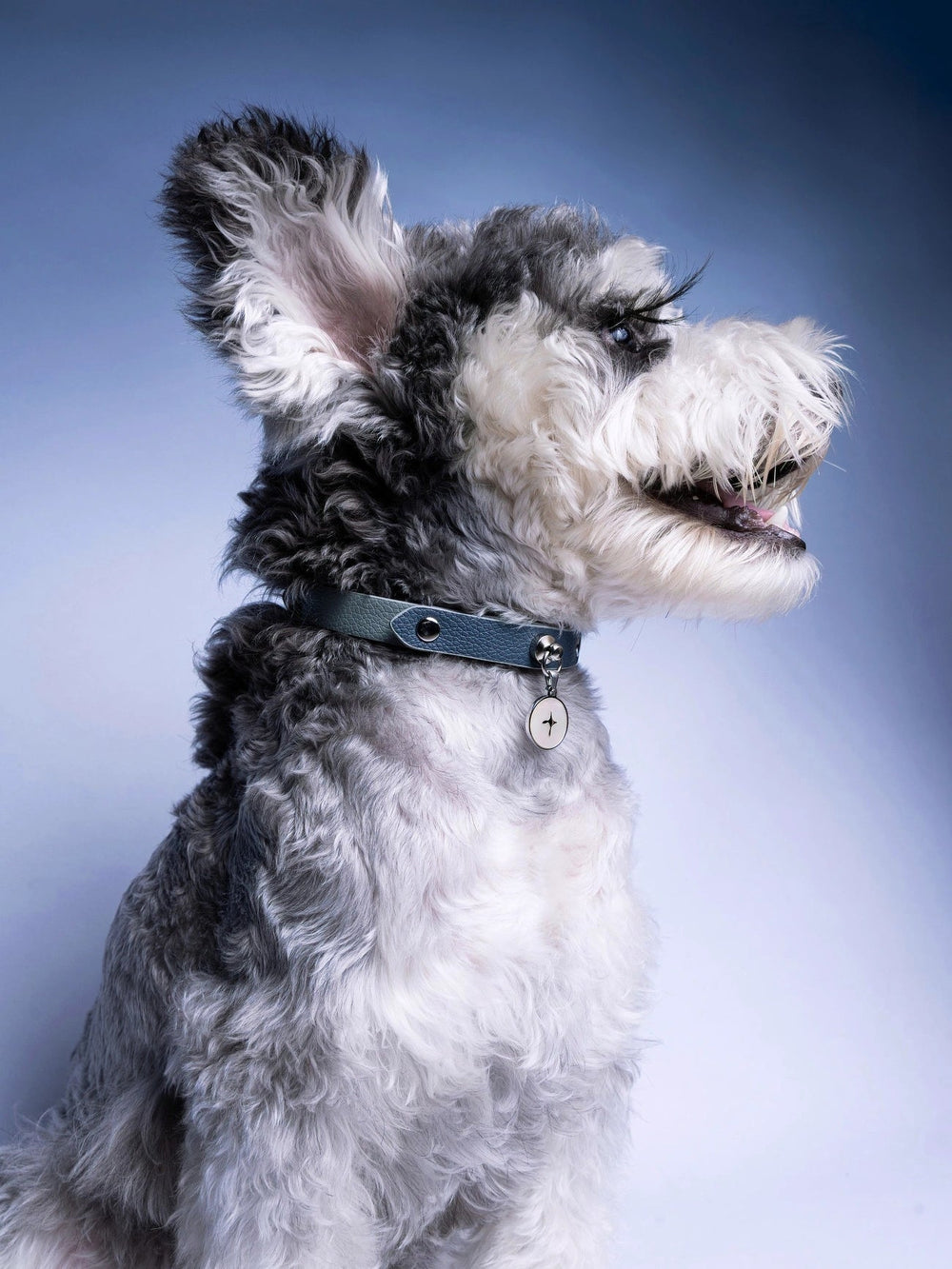 side-view-of-schnauzer-wearing-kamamuta-dog-collar-sitting-on-blue-gradient-background