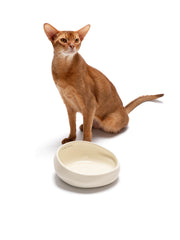 Lake · Pet Bowl Water Bowl